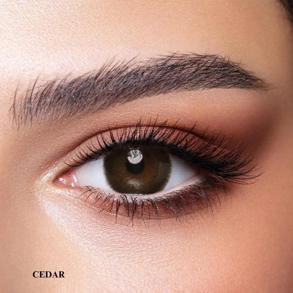 BELLA ONE DAY COLLECTION COLOR CONTACT LENS – CEDAR (10 LENS/BOX) - Lensexpert